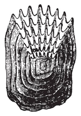 Ölçekler, vintage oyulmuş illüstrasyon balık. Doğal Tarih hayvanların, 1880