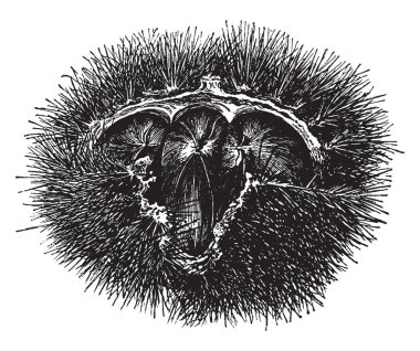 Kestane dikenli bur, vintage çizgi çizme veya oyma illüstrasyon bir diyagramı.