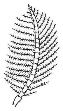 Tüysü anten çok ince olur, vintage çizgi çizme veya oyma illüstrasyon.