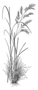 Festuca Heterophylla otların resimdir. Büyük ve Buğdaygiller ailesine ait. Yapı malzemesi olarak ve ip, vintage çizgi çizme veya oyma illüstrasyon olarak kullanılmıştır.