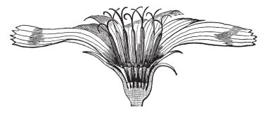 Hindiba çok yıllık bir bitkidir. 2-4 cm genişliğinde çiçek başları vardır ve genellikle açık mor veya lavanta, vintage satır çizim veya gravür illüstrasyon.