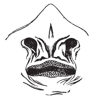 Dönüştürülen, vintage çizgi çizme veya oyma resimde Raia Lemprieri burun ile flep.