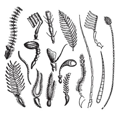 Böcek onları vintage çizgi çizme veya oyma illüstrasyon, dalgalar anten kez sondaj yapmaya başladı denir, çünkü.