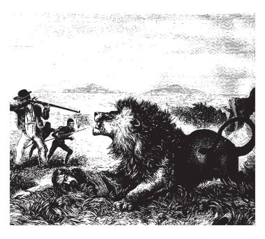 Bu resimde, kızgın lion ateş, vintage çizgi çizme veya oyma illüstrasyon için silah koyarak onun elinde silah olan kişi.