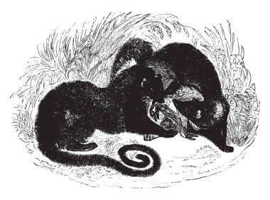 Üç, vintage çizgi çizme veya oyma illüstrasyon karanlık noktalar dizisi ile işaretli Pougonie.