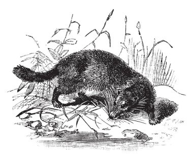 Semiaquatic Misk Tayland, vintage çizgi çizme veya oyma illüstrasyon için yerel Mampalon olduğunu.