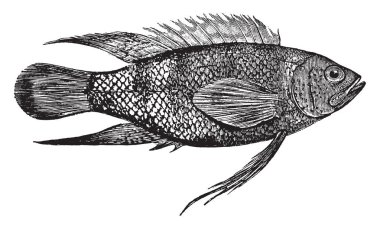 Plesiops bir aile Plesiopidae, vintage çizgi çizme veya oyma illüstrasyon balık türüdür.