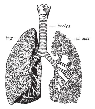 Bu resimde trakea ve akciğerler, vintage çizgi çizme veya oyma illüstrasyon temsil eder.
