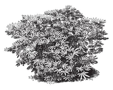 Fatsia Japonica Güney Japonya, paperplant veya Japon sarılıcı olarak da bilinen yerel. Fatsia Japonica çiçekli bitki Sarmaşıkgiller, vintage çizgi çizme veya oyma illüstrasyon ailesindeki familyasından bir.