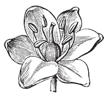 Bu resimde gördüğümüz Scilla cins çiçek yani ampul oluşturan çok yıllık otlar Hyacinthaceae, vintage çizgi çizme veya oyma illüstrasyon.