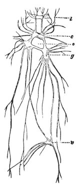 Bu resimde Aplysia sinir sistemi, vintage çizgi çizme veya oyma illüstrasyon temsil eder..