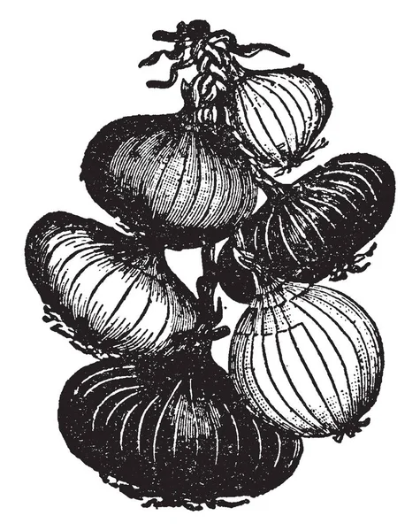 Tento Obrázek Zobrazení Cibule Používá Potravinách Dvě Barvy Cibule Jedna — Stockový vektor
