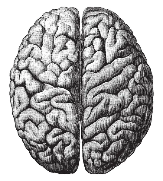 Üst yüzey Cerebrum gösterilen iki hemisferlerin içine onun bölümü ve aynı zamanda özyinelemelerinin, vintage çizgi çizme veya oyma illüstrasyon.
