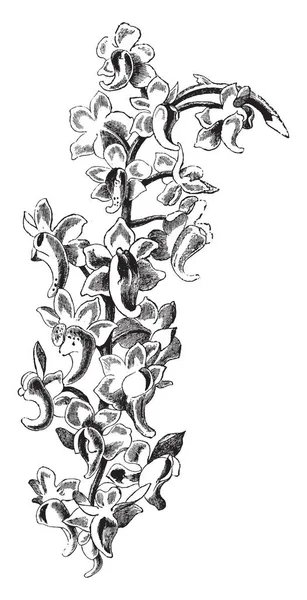金银花花是乳白色与粉红色的提示 它原产于东南亚 复古线条绘制或雕刻插图 — 图库矢量图片