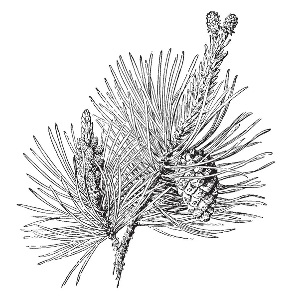 これらの木は 彼らは非常に厚いと低いトランク ビンテージの線描画や彫刻イラストに暗い皮 自慢で異なる — ストックベクタ