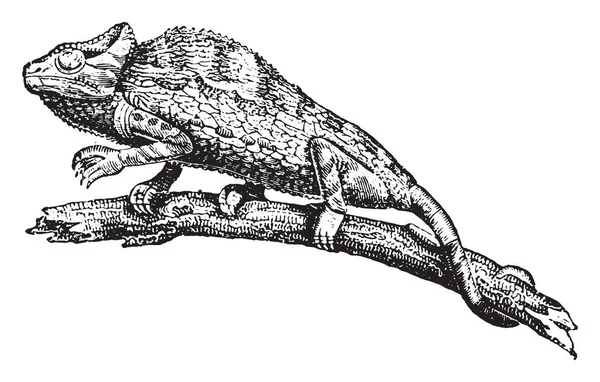 Kameleont Eller Kameleonten Vintage Ingraverad Illustration Naturhistoria Djur 1880 — Stock vektor