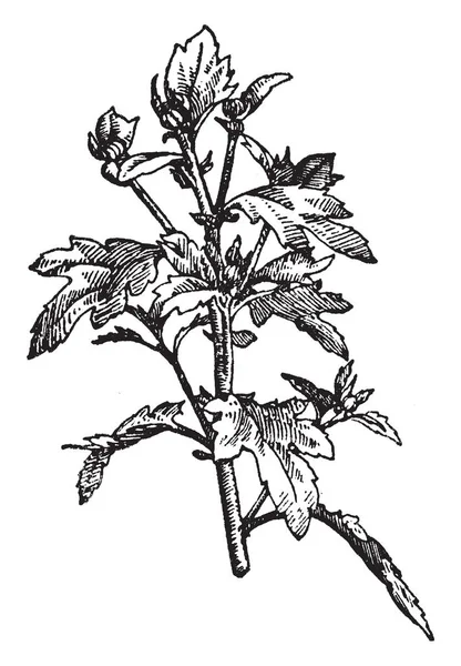 Immagine Mostra Una Gemma Terminale Crisantemo Fiori Del Disco Taxa — Vettoriale Stock