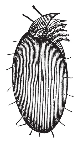 Ácaro Phylloxera Blindado Hoplophora Arctata Desenho Linha Vintage Gravura Ilustração — Vetor de Stock