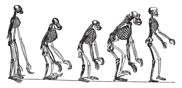 Ilustracja Pokazuje Szkielety Anthropid Małp Porównaniu Tym Człowiek Sztuka Rysowania — Wektor stockowy