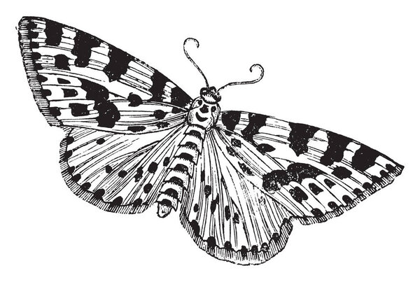 Gooseberry or Magpie Moth is often mistaken for a butterfly, vintage line drawing or engraving illustration.