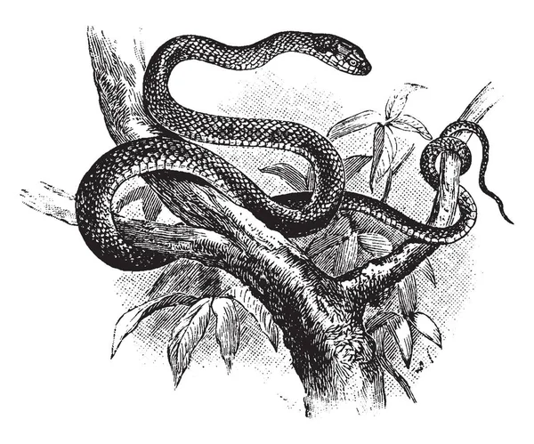 Green Snake Una Serpiente Verde Común Enrollada Pequeño Árbol Dibujo — Vector de stock