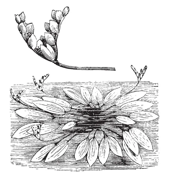 Een Foto Toont Gewoonte Bloem Aren Van Aponogeton Distachyon Het — Stockvector