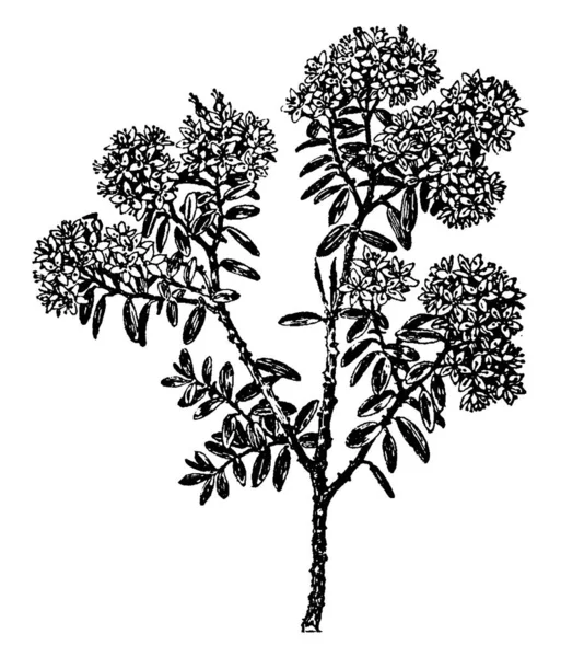 Leiophyllum Buxifolium Είναι Ανθοφόρο Φυτό Φύλλα Διατάσσονται Εναλλάξ Oppositely Στο — Διανυσματικό Αρχείο