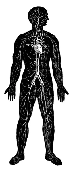 Visión General Del Sistema Circulatorio Del Hombre Ilustración Grabada Vintage — Vector de stock