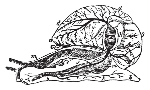 蜗牛解剖在其中不规则运河与腹腔沟通和携带血液到肺 复古线条画或雕刻插图 — 图库矢量图片