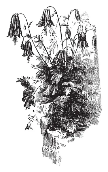 画像は オダマキ Canadensis は原産の森林 岩の斜面 黄色の花のために珍重する多年草草本を示しています それは容易にオダマキ ビンテージの線描画や彫刻イラスト属の他の種と交配させる — ストックベクタ