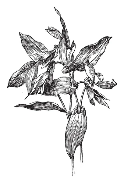 Uvularia Perfoliata が開花植物 この植物の花が多いし 明るい黄色の花のようベル ビンテージの線描画や彫刻イラスト — ストックベクタ