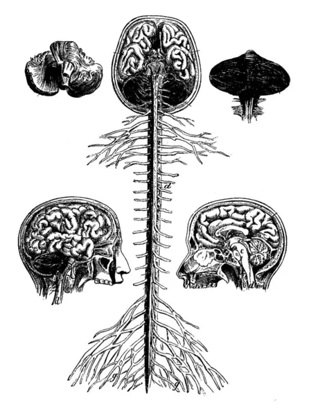 Encephala Medula Espinhal Cérebro Seção Longitudinal Cabeça Cerebelo Ilustração Gravada — Vetor de Stock