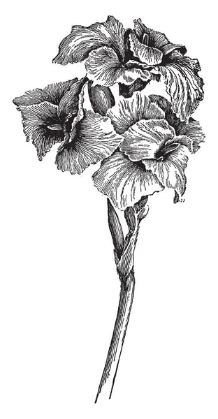 Una Imagen Italia Flores Canna También Conocidas Como Flores Cannas — Vector de stock