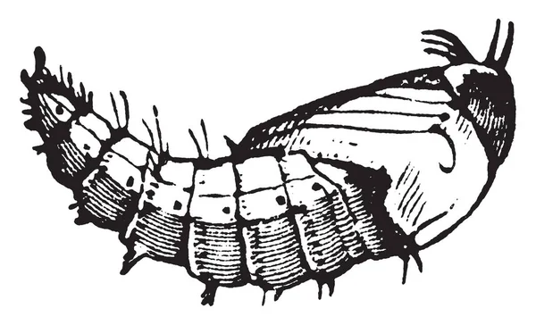 Rover Fly Verpopping Fase Van Het Leven Van Sommige Insecten — Stockvector