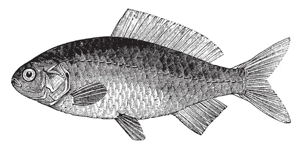 金鲤是一种淡水鱼在家庭鲤科 复古线条画或雕刻插图 — 图库矢量图片