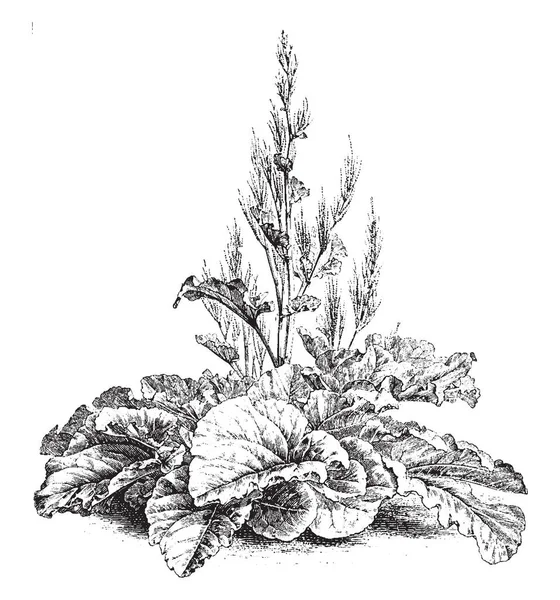 Bild Växter Namn Rheum Aeonium Visar Massor Bladen Längst Ned — Stock vektor