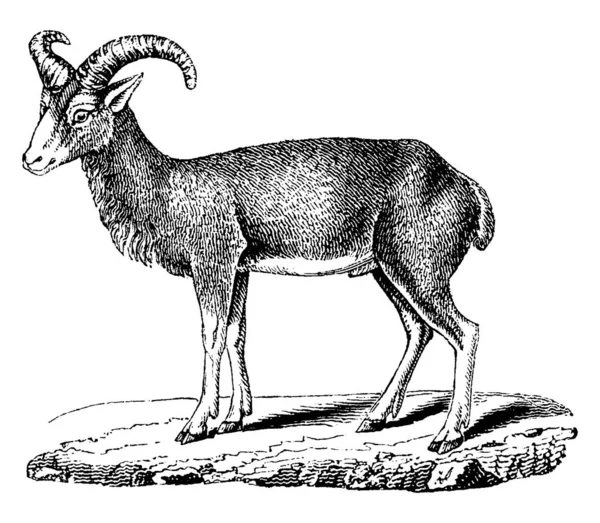 Mouflon Ilustração Gravada Vintage História Natural Dos Animais 1880 —  Vetores de Stock
