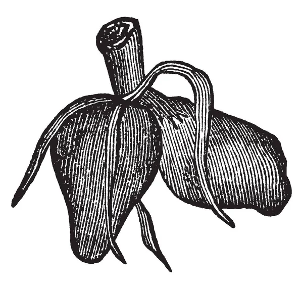 这张图片显示了一个成双的根 根是厚的和短的 根附着于茎 茎是圆形的 复古线条画或雕刻插图 — 图库矢量图片