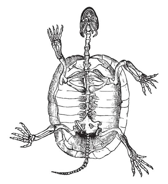 Schildkrötenskelett Hat Eine Äußere Schicht Aus Hornförmigen Schilden Die Skutes — Stockvektor