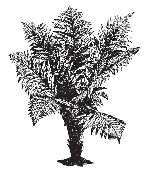 显示乌毛 Brasiliense 的图片 红巴西树蕨是常见的名称 是乌毛属蕨类植物 叶子是两到三英尺长 一英尺或更宽 复古线条画或雕刻插图 — 图库矢量图片