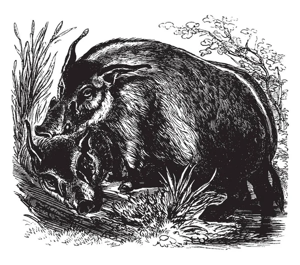 Guinea Hog También Llama Pineywoods Guinea Dibujo Línea Vintage Ilustración — Vector de stock