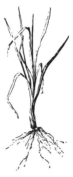 Картина Ржаной Травы Трава Находится Пшеничных Полях Травы Тонкие Большие — стоковый вектор