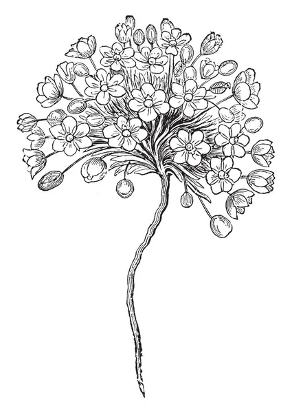 Une Image Canbia Candida Fleurs Sont Blanc Réflexif Avec Six — Image vectorielle