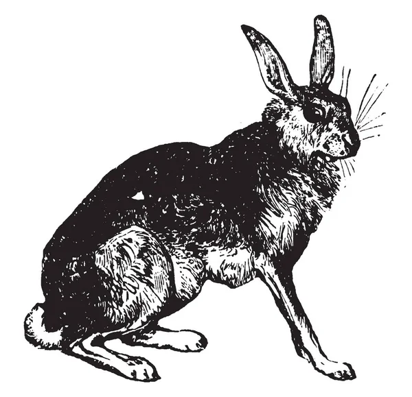 Haas Die Behoren Tot Het Geslacht Lepus Vintage Lijntekening Gravure — Stockvector