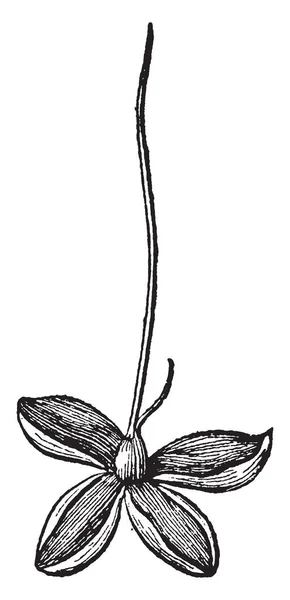 Ανοίξτε Μια Εικόνα Από Ένα Θηλυκό Λουλούδι Του Φυτού Osage — Διανυσματικό Αρχείο