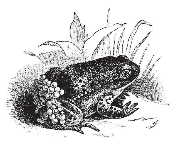 Nurse Frog Qui Est Genre Amphibiens Anoures Dessin Ligne Vintage — Image vectorielle