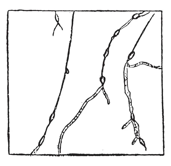 Amylomyces Rouxii 有酸素生活 ヴィンテージには 図が刻まれています 産業百科事典 1875 — ストックベクタ