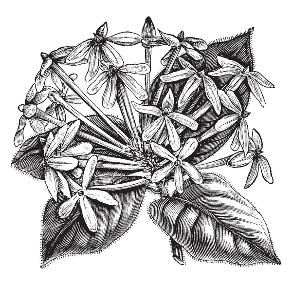 アカネ科の家族 ビンテージの線の描画や彫刻イラストに属している植物は Posoqueria Multriflora — ストックベクタ