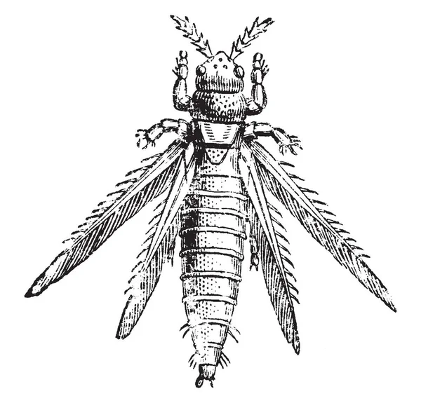 Büyütülmüş Thrips çiçekler, vintage çizgi çizme veya oyma illüstrasyon yaşamak çok küçük bir böcek olduğunu.