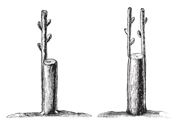 Esta Ilustração Representa Coroa Rind Grafting Onde Mais Descendentes Podem — Vetor de Stock